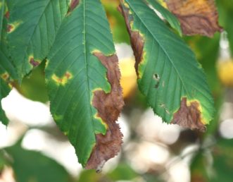 Guignardia leaf blotch on foliage of red horse chestnut.