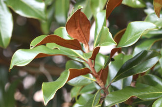 Large leaves with rusty brown lower leaf surfaces of Southern magnolia (Magnolia grandiflora ‘Bracken’s Brown Beauty’).