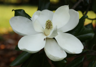 Magnolia grandiflora (Southern Magnolia) flower.