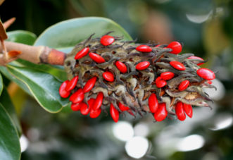 Mature fruit aggregate (seed cone) of Magnolia grandiflora with pendulous red seeds.