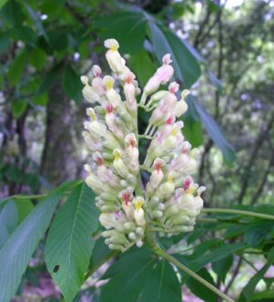 Painted buckeye (Aesculus sylvatica) flower panicle during late March.