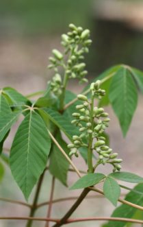 Painted buckeye (Aesculus sylvatica) terminal panicle with yellow-green flower buds.