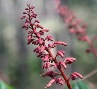 Red buckeye (Aesculus pavia var. pavia) terminal panicle with red flower buds that emerge with the new spring foliage.