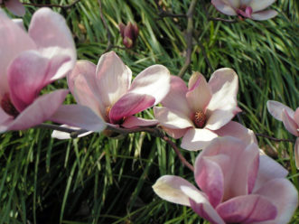 Saucer magnolia (Magnolia x soulangiana) flowers.