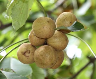 Smooth husk fruit on yellow buckeye tree (Aesculus flava).