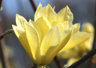 The deciduous Magnolia ‘Butterflies’ has yellow flowers that open during late March before the foliage appears.