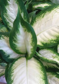 The ‘Exotica Alba’ Diffenbachia (Diffenbachia maculata ‘Exotica Alba’) leaves have a white center with a green margin.