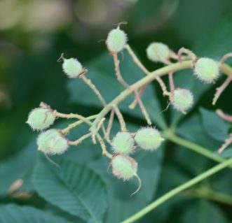 Red horse chestnut (Aesculus x carnea ‘Ft. McNair’) immature fruit with spiny husks.