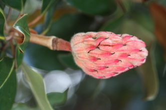 Y:\CAFLS\HGIC\Nearly mature, reddish Magnolia grandiflora fruit aggregate (seed cone).Data\cascade1_word\wordpress images\1015\Southern Magnolia fruit pod.JPG