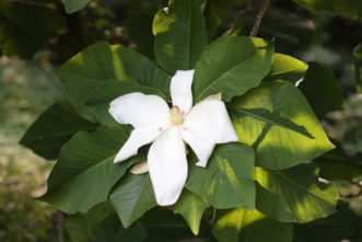 Large, white fragrant flowers form in late May on bigleaf magnolia (Magnolia macrophylla).Y:\CAFLS\HGIC\Data\cascade1_word\wordpress images\1015\big_leaf_magnolia_flower.JPG