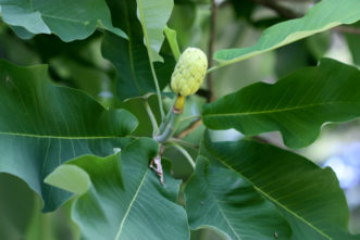 Immature fruit aggregate and large leaves of a bigleaf magnolia (Magnolia macrophylla).