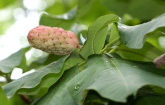 Y:\CAFLS\HGIC\Data\caImmature fruit aggregate (seed cone) developing on an umbrella tree (Magnolia tripetala).scade1_word\wordpress images\1015\Umbrella Magnolia edit jw.jpg