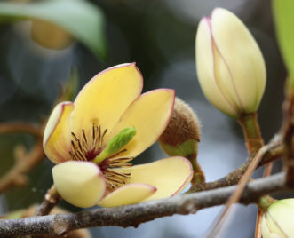 Banana shrub (Magnolia figo var. figo) in bloom.
