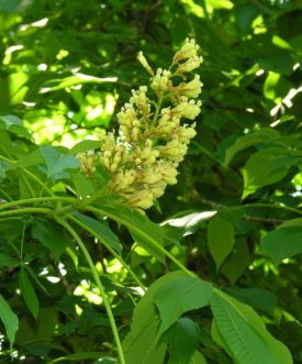 Yellow buckeye tree (Aesculus flava) in bloom in late April. The stamens remain hidden within the flowers.