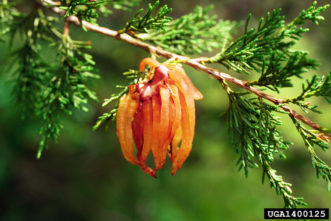 Cedar-apple rust (Gymnosporangium juniperi-virginianae) on Eastern red cedar.