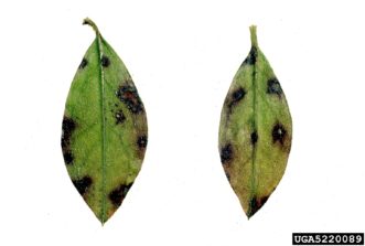 Cercospora leaf spot (Cercospora handelii)