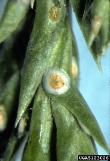Juniper Scale (Carulaspis juniperi) close up view