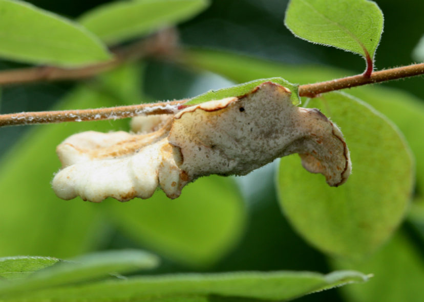 Leaf and flower gall (Exobasidium vaccinii) on deciduous native azalea.