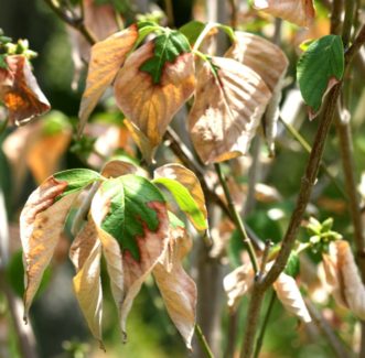 Leaf scorch caused by drought stress on dogwood (Cornus florida).