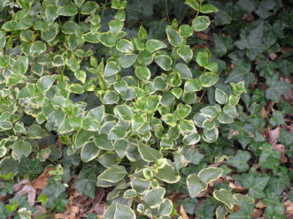 New growth of variegated large periwinkle emerges in spring.