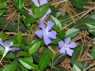 Periwinkle flowers in early spring.