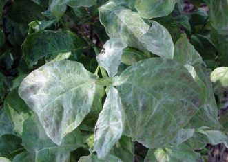 Powdery mildew on dogwood (Cornus florida) leaves.