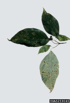 Septoria leaf spots on dogwood (Cornus florida).