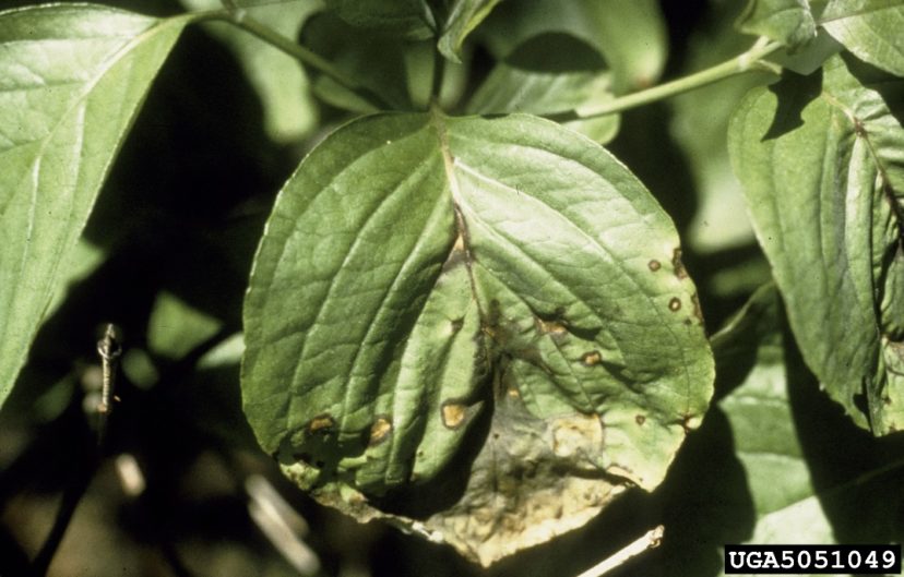Symptoms of Discula anthracnose on dogwood (Cornus florida) leaves.