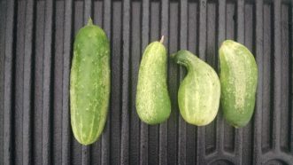 A properly pollinated cucumber is on the left. The three misshapen cucumbers on the right are due to low fertility or poor pollination.