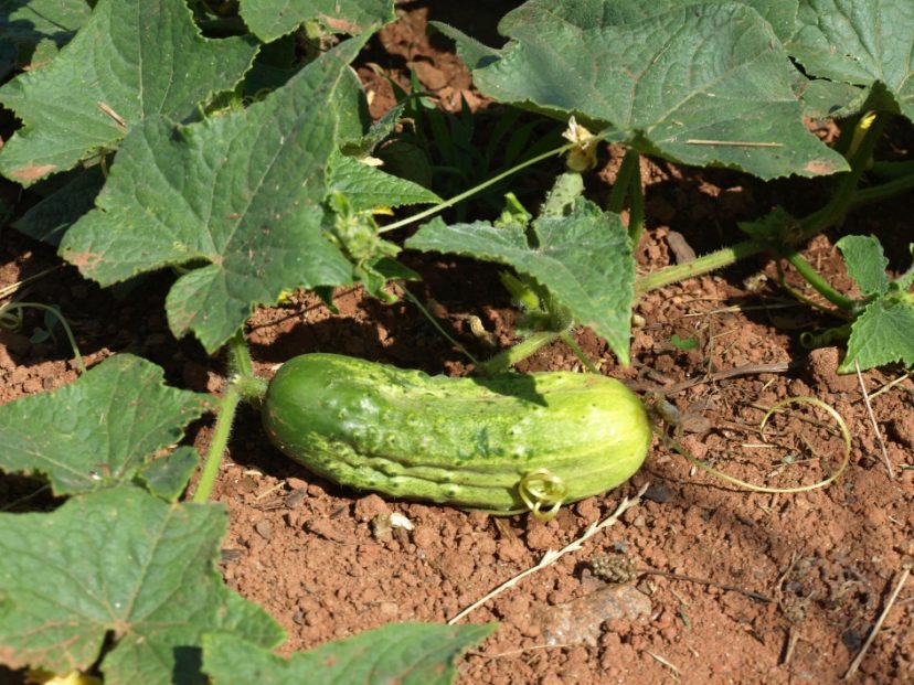 Cucumber (Cucumis sativus) is a warm-season vegetable that grows best at temperatures between 75 and 85 °F.