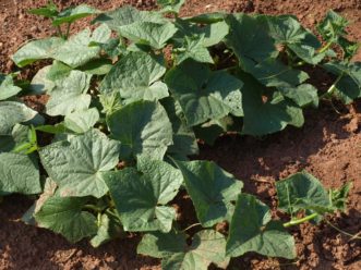 If non-trellised, space cucumber plants 8 to 10 inches apart in rows that are 5 feet apart.