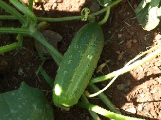 Pickling cucumbers are used to make pickles, are shorter, and have bumpy skin.