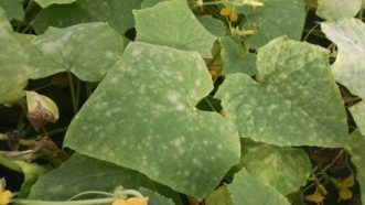 Powdery mildew can occur anytime humidity is high and the temperatures are cool.