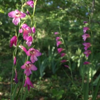 C:\Users\barbar6\Pictures\01b BLOG PHOTOS\11 May 20, 2019 Gladiolus\gladiolus_old_fashioned_2_bhs_18.jpg