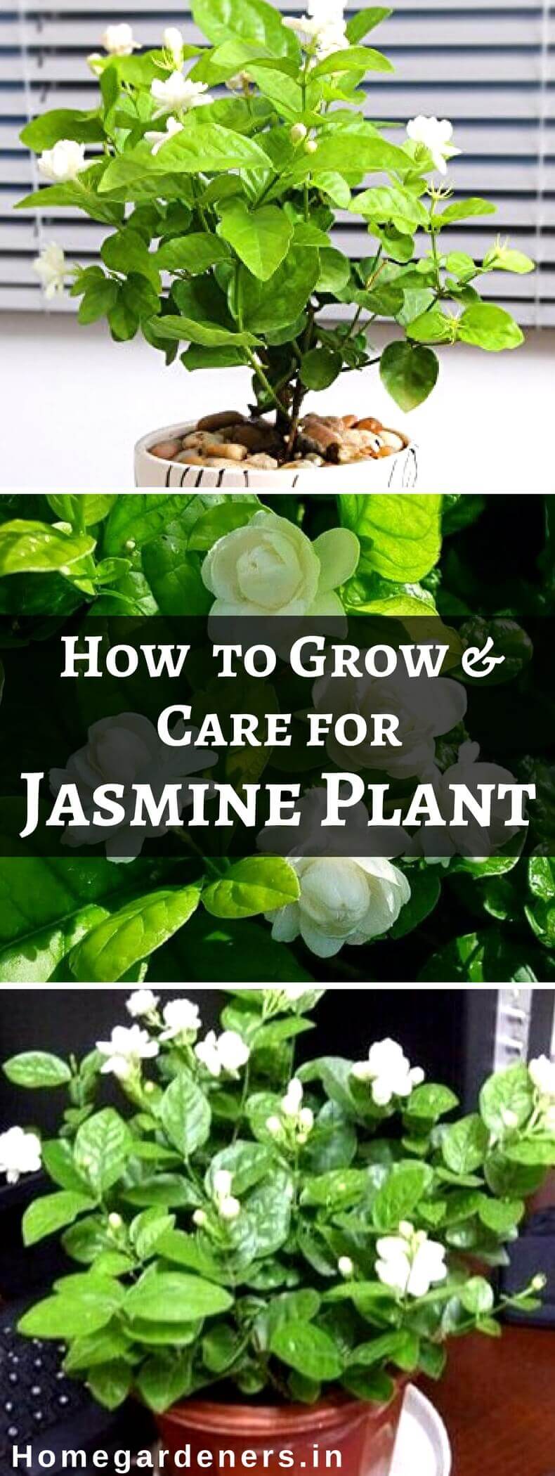 How to Grow and Care for Jasmine Plant?