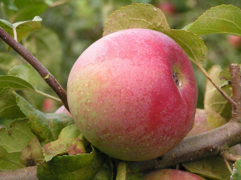 Сорта яблок для Ленинградской области