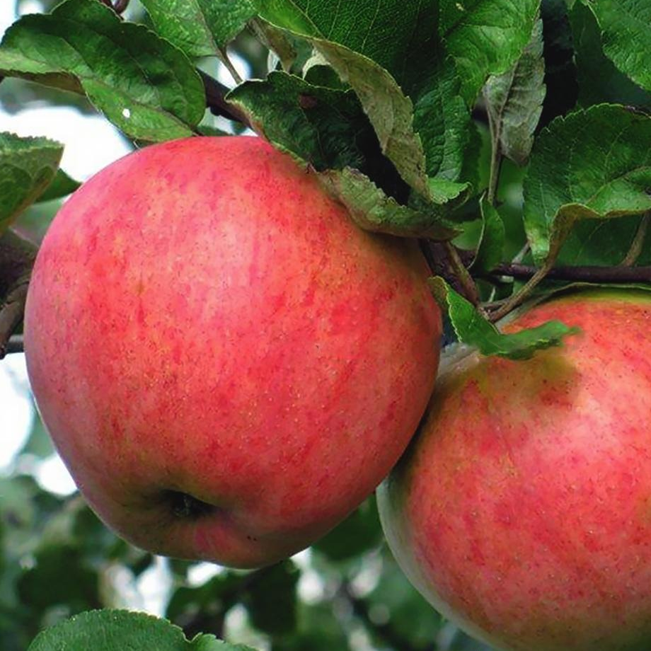 Сорта яблок для Ленинградской области