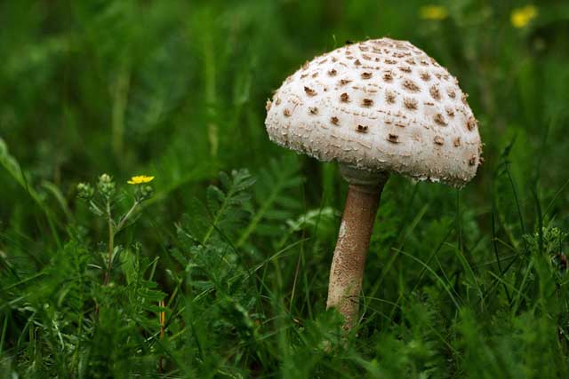 Зонтик пестрый фото и описание, где и когда собирать этот гриб. 