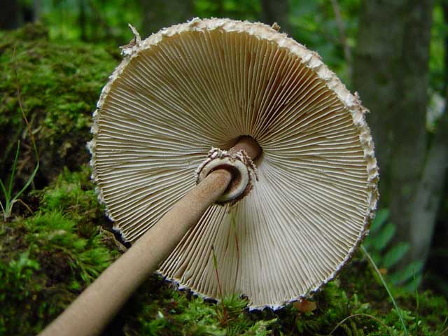 Зонтик пестрый фото и описание, где и когда собирать этот гриб. 