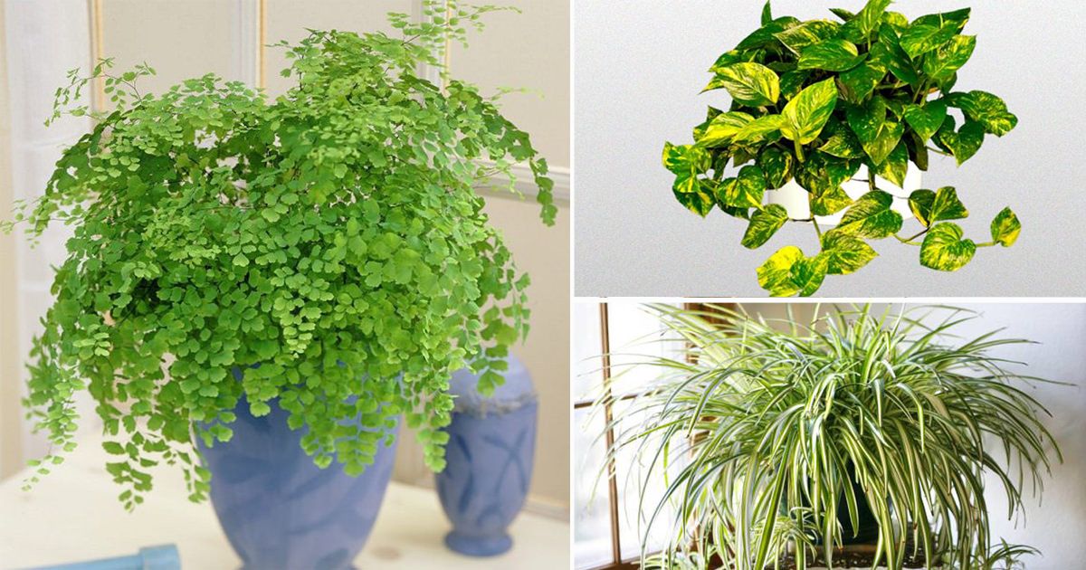 24 plants. Свисающие комнатные растения. Зеленые комнатные растения. Теневыносливые комнатные растения. Комнатные цветы любящие тень.