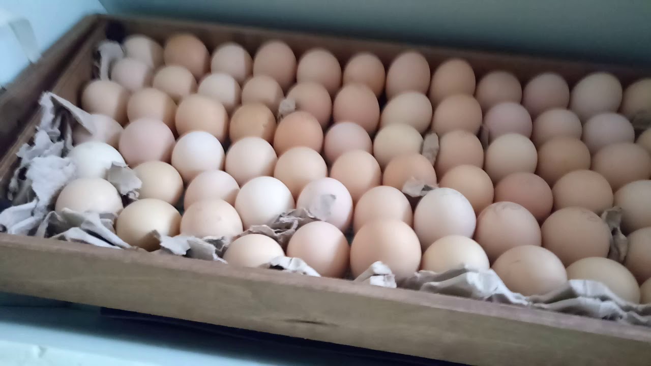 Инкубация яиц в блиц норма 72. Закладка яиц в инкубатор блиц 72. Инкубация куриных яиц блиц 72. Закладка яиц в инкубатор блиц. Инкубация гусей блиц норма 72.