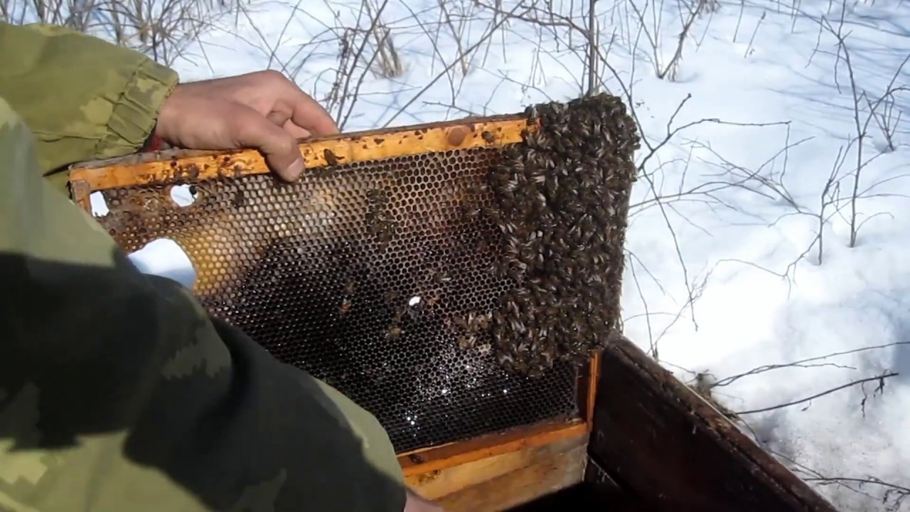Пчелы после зимовки что делать. Зимовка пчел. Улей зимой. Пчелопакеты зимой. Пчелиная рамка.