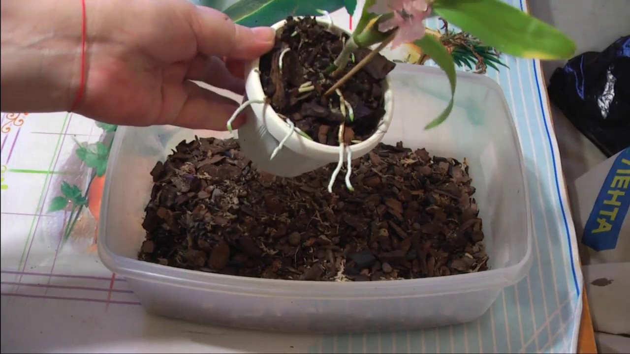 Дендробиум нобиле горшок. Дендробиум какой грунт. Дендробиум нобиле грунт. Дендробиум какой грунт. Орхидея дендробиум грунт.