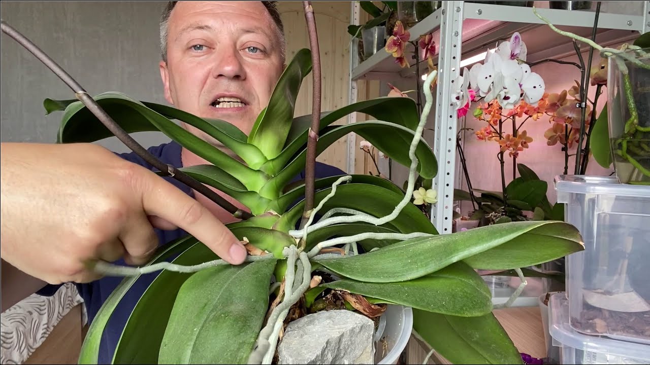 Как определить, что орхидея отцвела