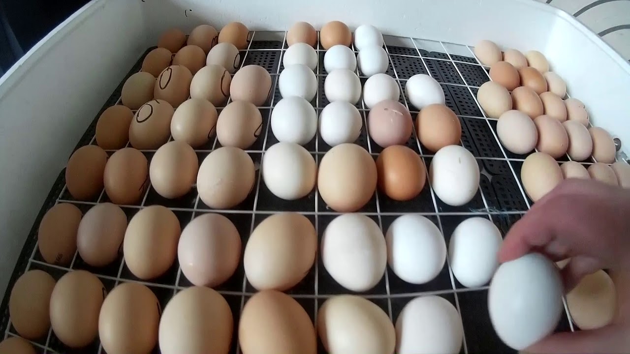 Куплю яйца кур для инкубатора. Инкубационное яйцо. Инкубация яиц. Инкубатор для яиц. Закладка яиц в инкубатор.
