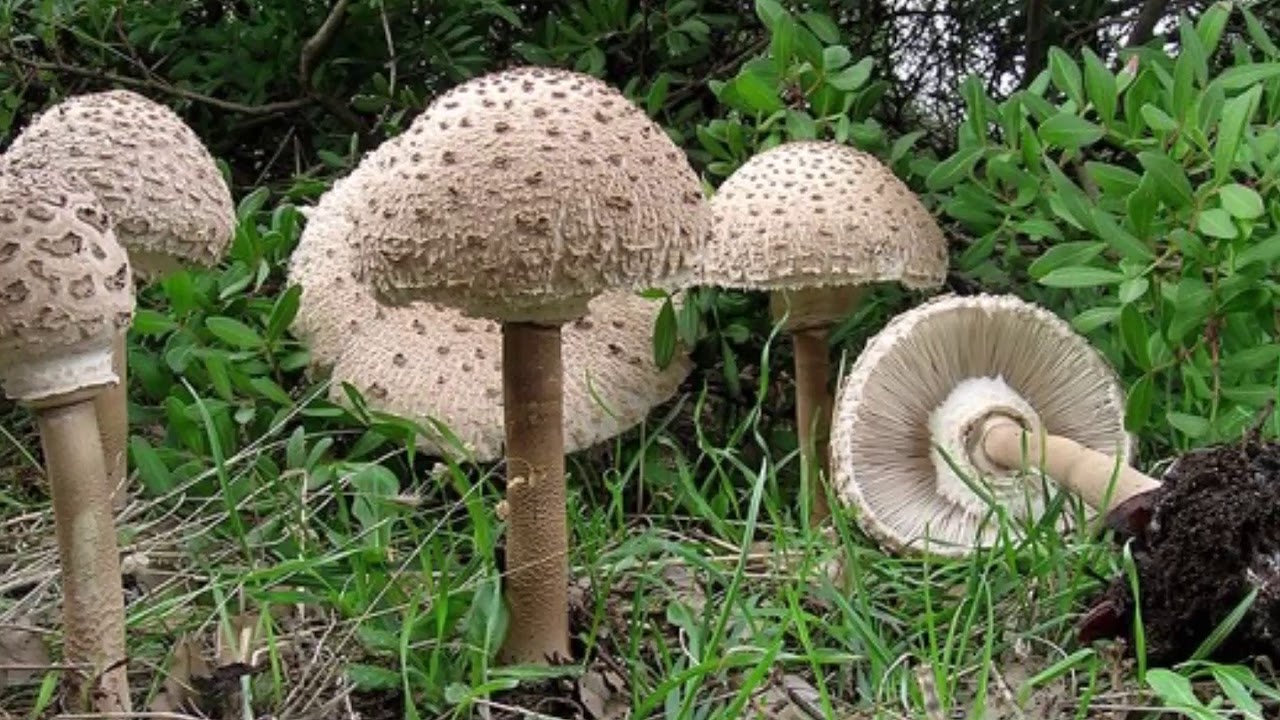 Съедобный гриб семейства. Гриб - зонтик пёстрый (Macrolepiota procera).. Шампиньон плоскошляпковый Agaricus placomyces. Macrolepiota procera – гриб зонтик высокий. Шампиньон длинноножковый.