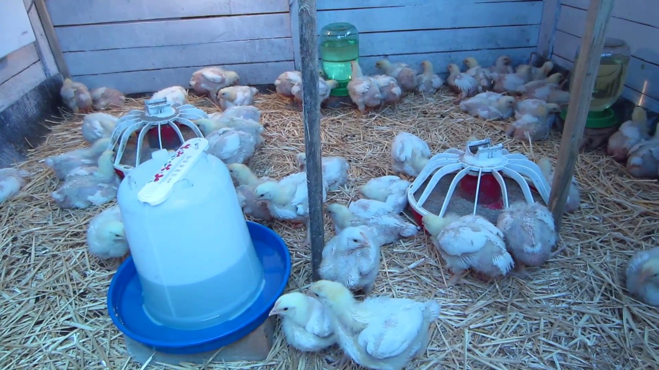 Выращивание цыплят в домашних условиях для начинающих
