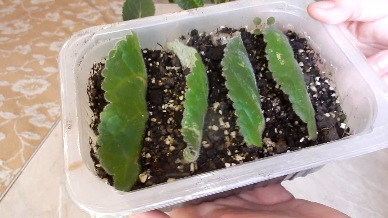 Размножение глоксинии листом в домашних условиях