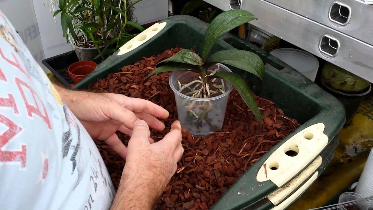 Правильная посадка орхидеи