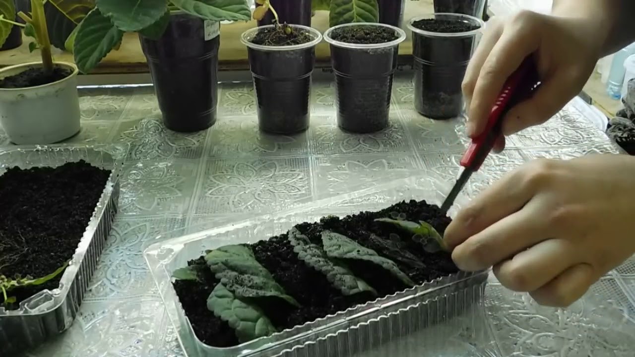Как размножить глоксинию листом в домашних условиях фото пошагово в домашних условиях